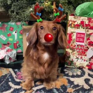 MERRY♥️♥️♥️♥️♥️♥️♥️♥️♥️♥️♥️♥️♥️♥️
CHRISTMAS!♥️♥️♥️♥️♥️♥️♥️♥️♥️♥️♥️♥️